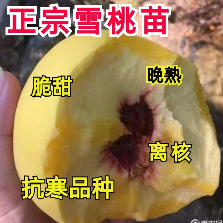晚熟巨无霸冬桃桃树苗嫁接苗新品种特甜桃子树苗南北方种植果树苗