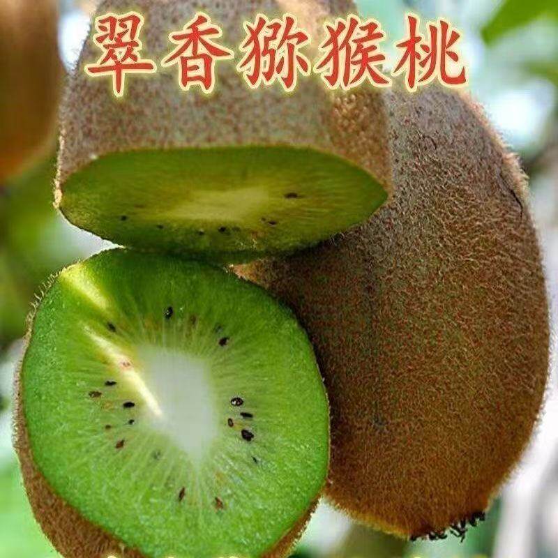 新品种果猕猴桃树苗绿心嫁图片