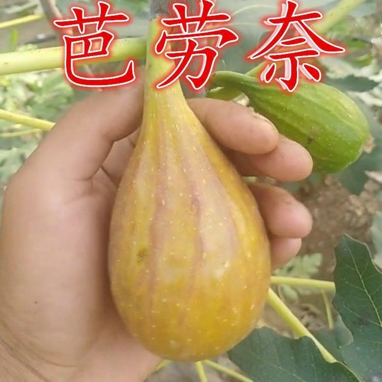 四季无花果树苗巴劳奈无花果苗南方北方种植阳台耐寒当年结果大苗
