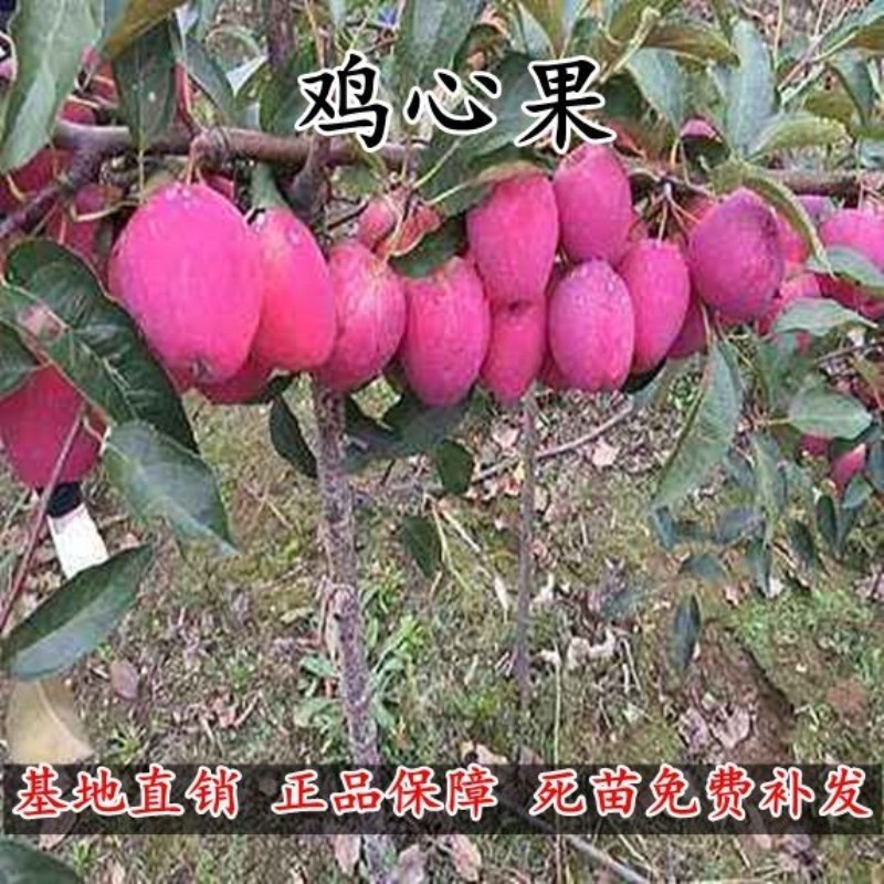 鸡心果苗东北小苹果海棠果树苗耐寒植物南方北方种植盆栽地栽庭院