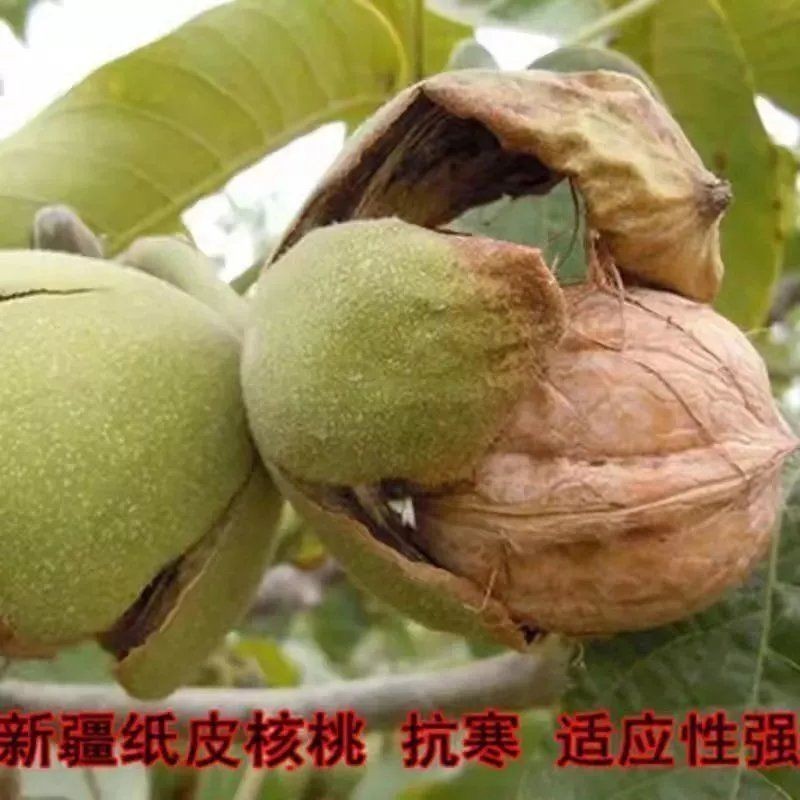 嫁接核桃苗新疆纸皮核桃苗薄皮核桃树苗当年结果南北方种植果树苗