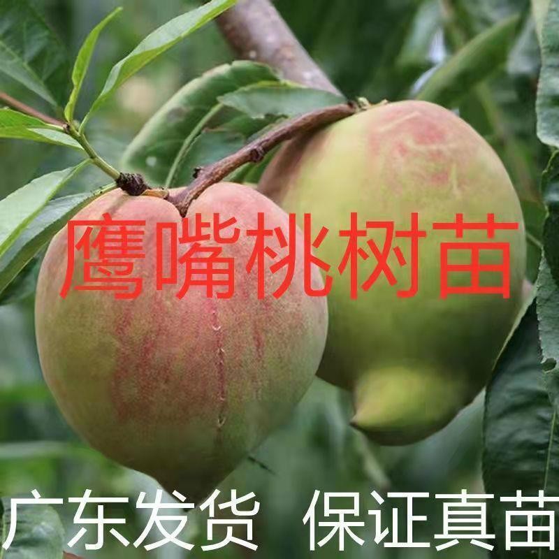 嫁接连平水蜜桃苗带树苗正宗鹰嘴果苗早熟三月桃果树桃土当年结果