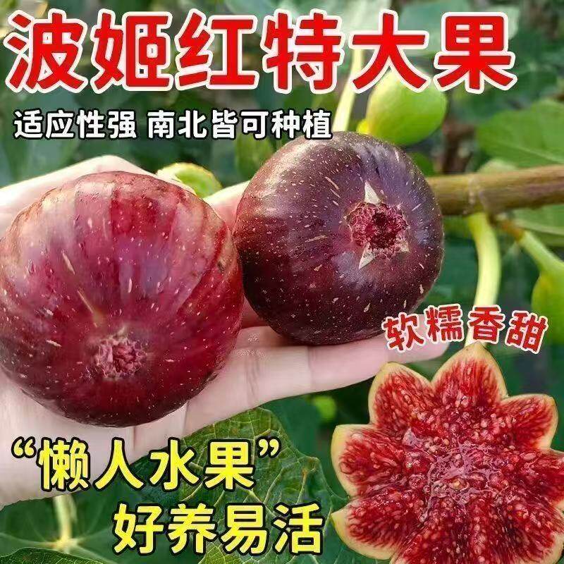 当年结果波姬红无花果树果苗果树南北方种植盆栽无花果苗四季树苗