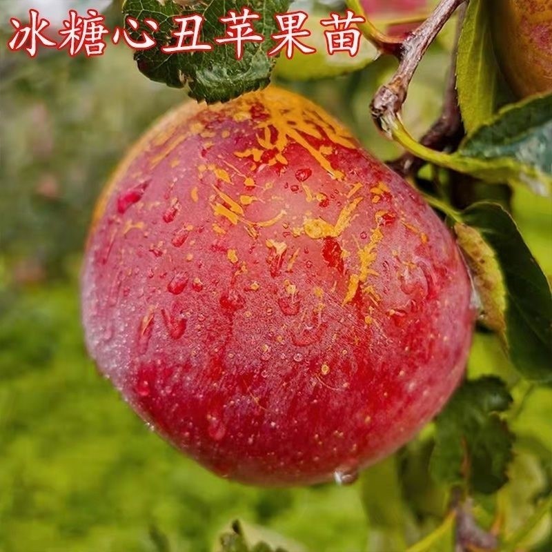 嫁接冰糖心苹果树苗正宗丑苹果苗耐寒南北方种植盆栽地栽当年结果