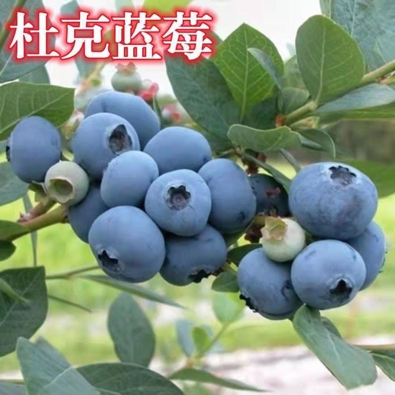 杜克蓝莓树苗阳台盆栽地栽种植蓝莓苗南方北方当年结果蓝莓果树苗