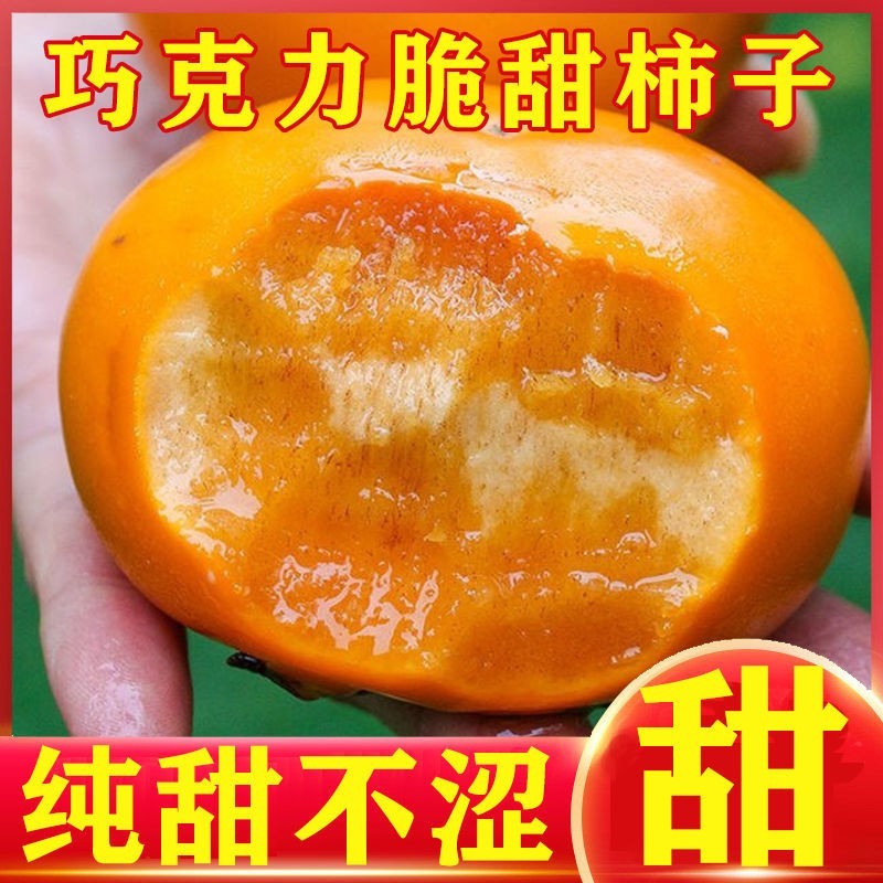 柿子树苗嫁接无核特大柿子日本甜脆柿南方北方种植果树苗当年结果