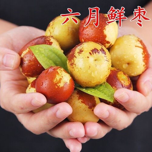 极早熟鲜枣苗六月树嫁接