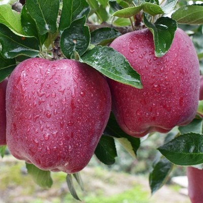 天水花牛苹果树苗嫁接果树红蛇果苗全国可种植产量高地栽当年结果