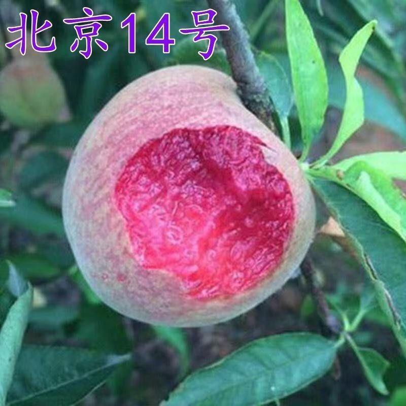 桃树苗平谷大桃水蜜桃北京14号桃子树苗 南方北方种植当年结果