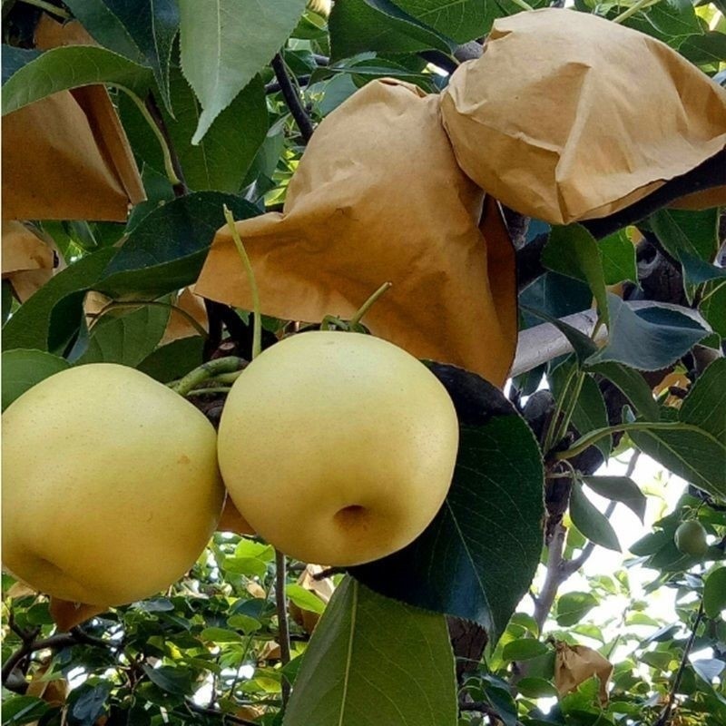 黄金梨树苗皇冠嫁接苹果南