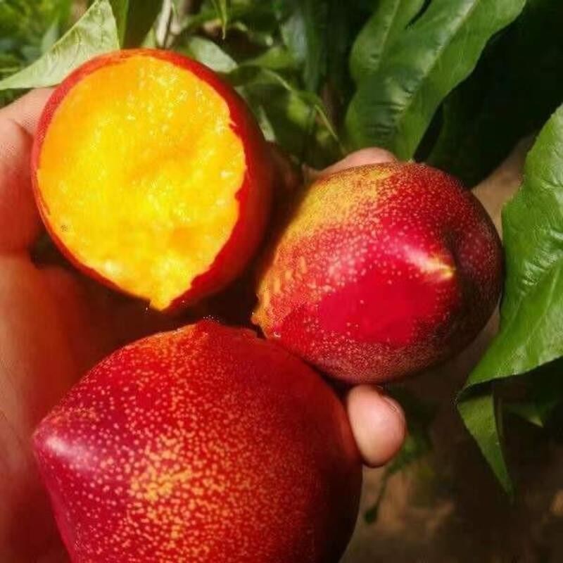 嫁接油桃苗桃树苗世纪之星油桃树苗南方北方种植盆栽地栽当年结果