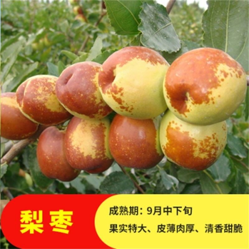 嫁接枣树苗 中华大梨枣 大果梨型枣子苗当年结果南方北方种植果树