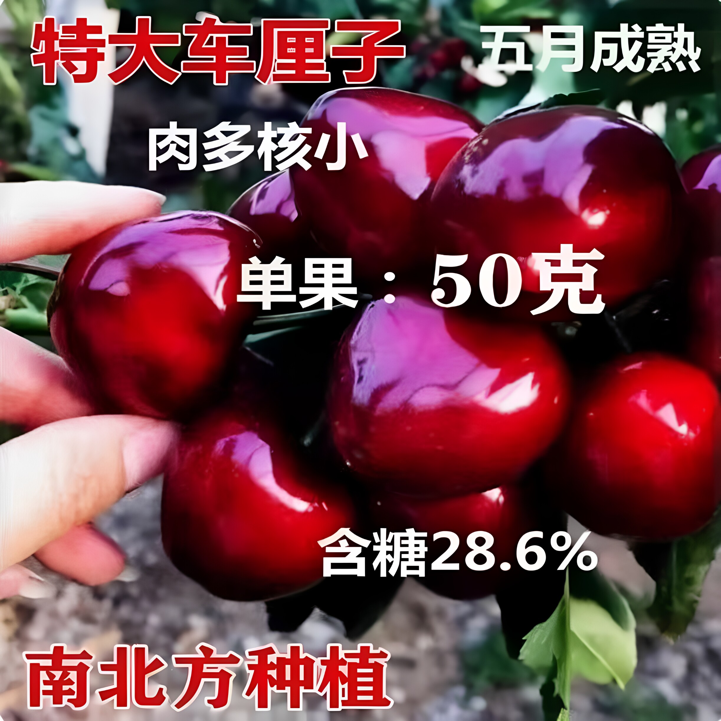 嫁接大樱桃树苗当年结果俄八车厘子盆栽地栽南北方四季种植果树苗