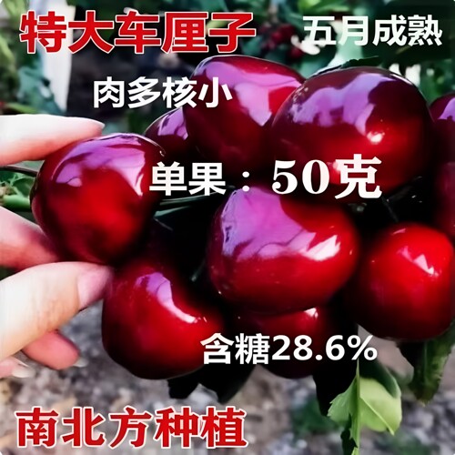 嫁接大樱桃树苗当年结果俄八车厘子盆栽地栽南北方四季种植果树苗