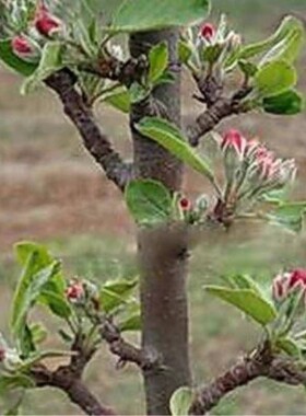 柱状苹果嫁接矮化果树苗南北方四季种植盆栽地栽水果树苗当年结果