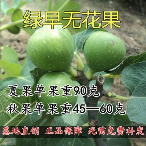 新品种盆栽地栽无花果 早熟品种 绿早无花果树苗 南北方种植