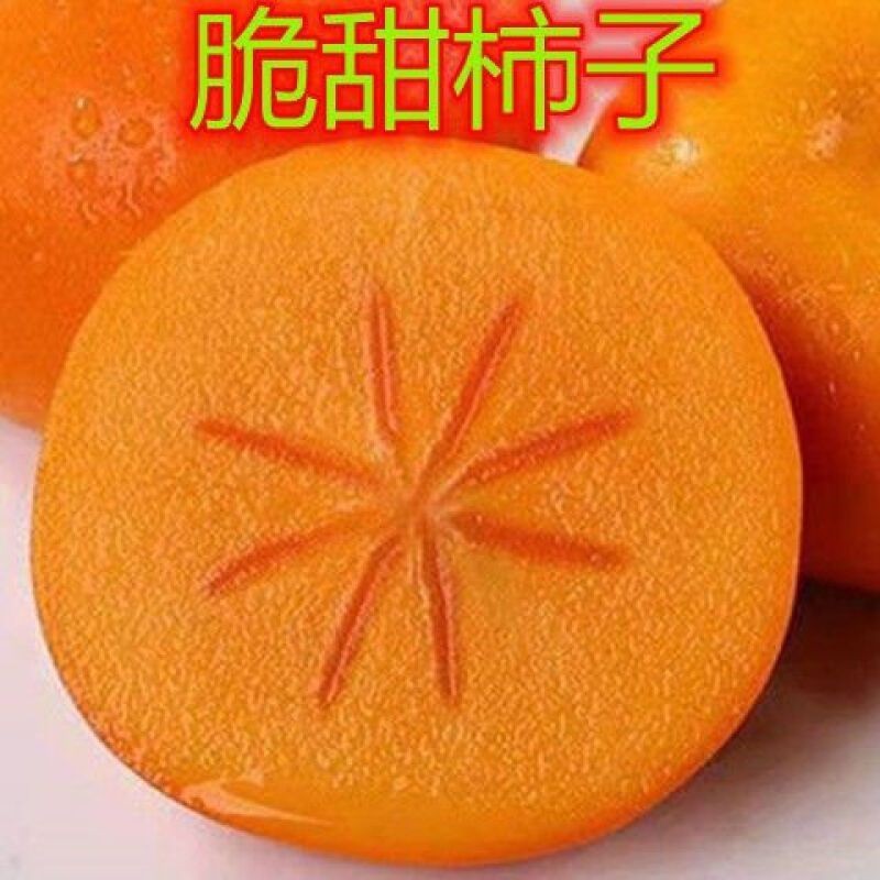 嫁接脆甜柿子果树苗火晶柿庭院盆栽地栽南方北方种植当年结果柿树