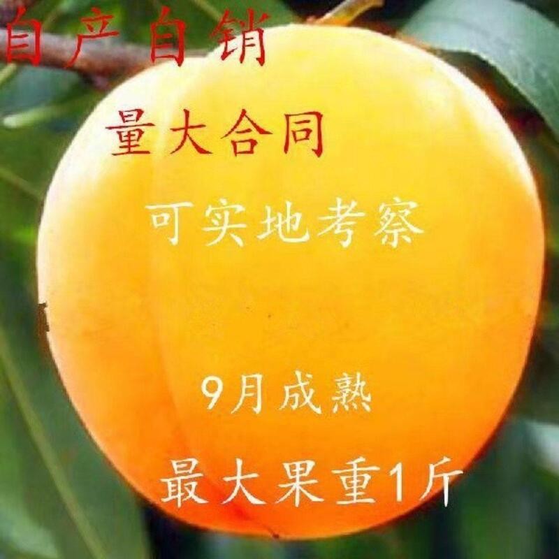 晚熟黄桃品种晚黄金桃树苗 肉质硬脆 成熟后一个月不变软好吃离核