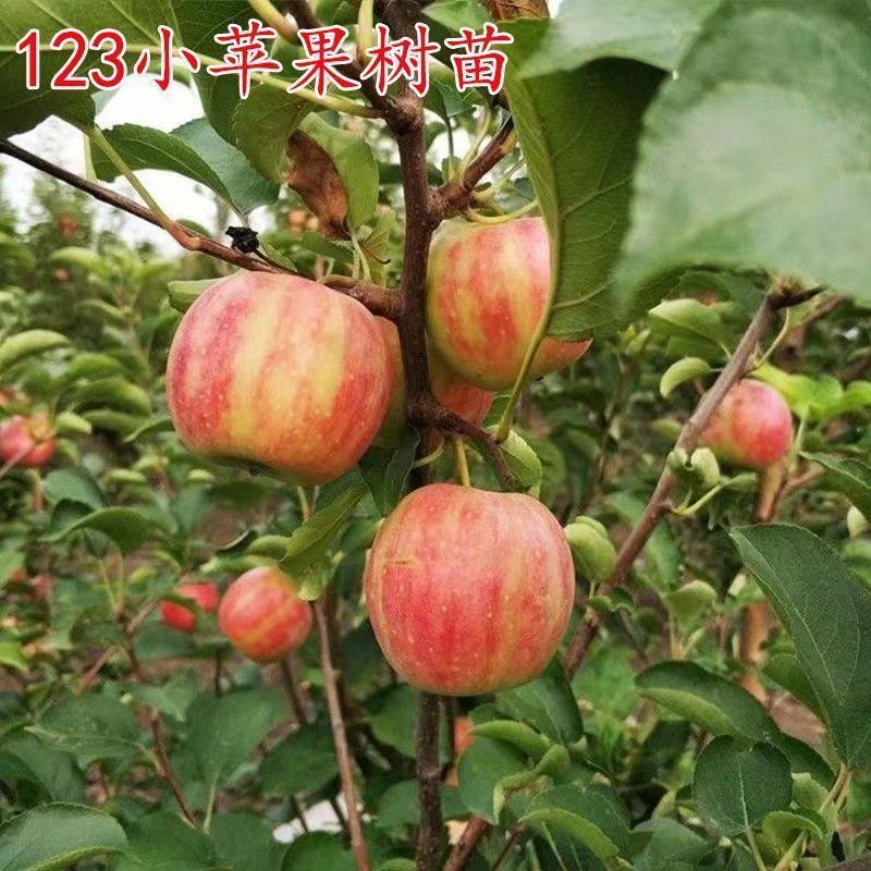 小苹果苗嫁接123树南方