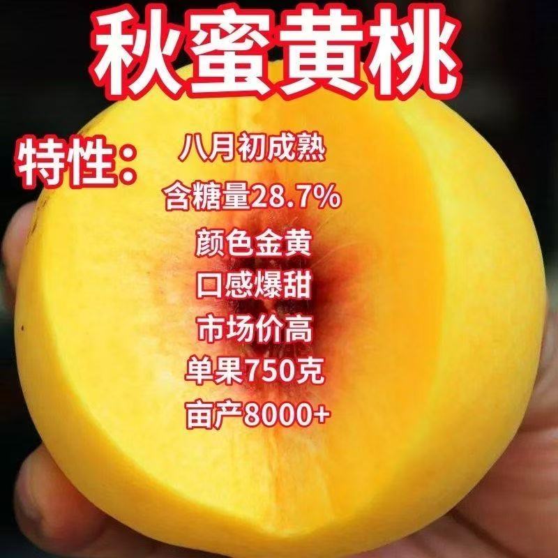 晚熟黄桃品种晚黄金桃树苗 肉质硬脆 成熟后一个月不变软好吃离核