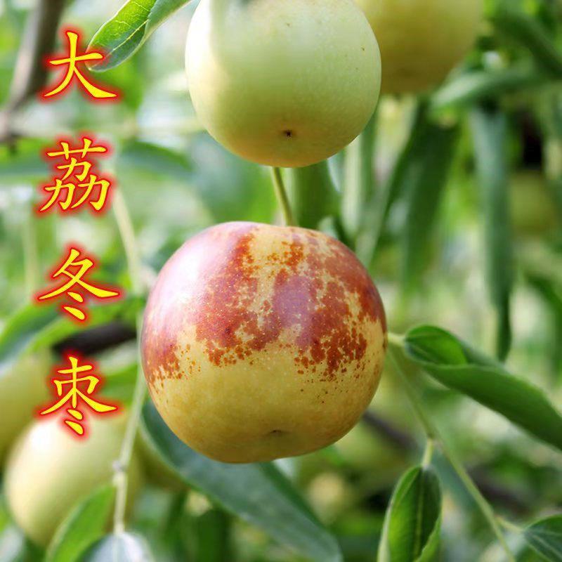 枣树苗大荔冬枣苗嫁接枣子活苗南北方种植庭院地栽当年结果果树苗
