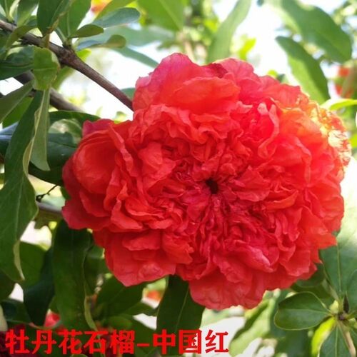 牡丹花石榴苗树南北方种植