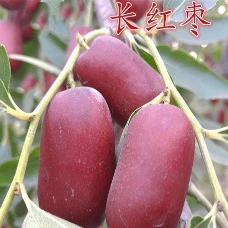 新疆和田玉枣长红枣枣树苗嫁接果树苗冬枣大红枣树苗当年结果