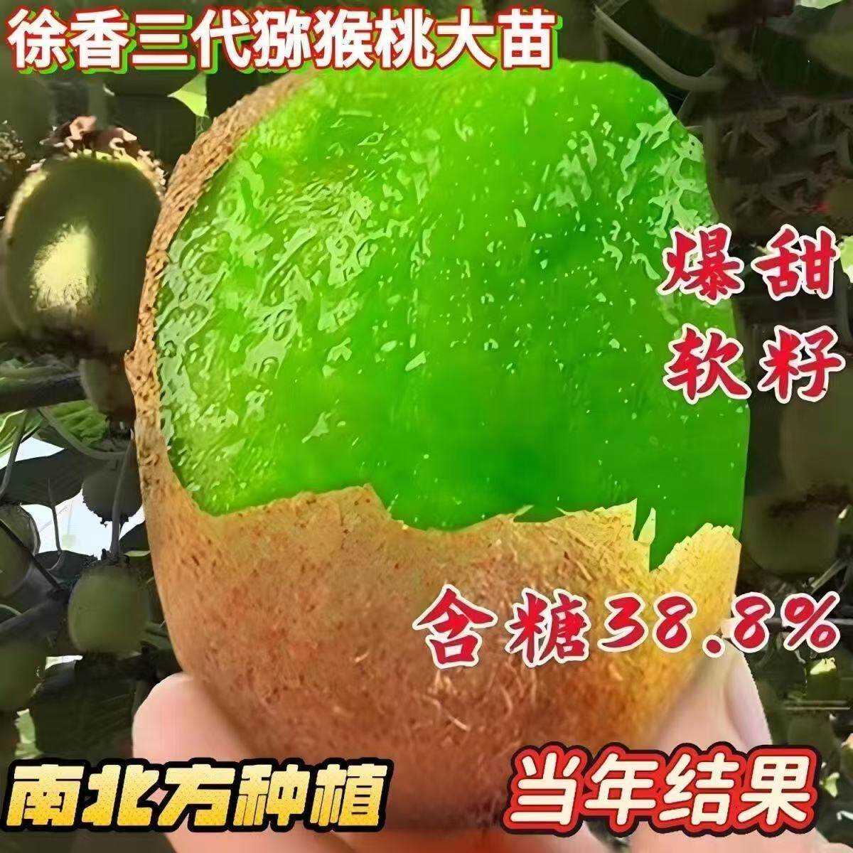 新品种果猕猴桃树苗绿心嫁接徐香猕猴桃苗南北方种植盆栽地栽图片
