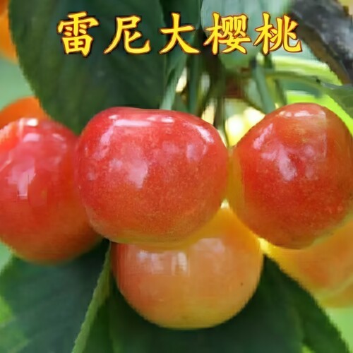 雷尼樱桃苗车厘子树苗大樱桃树苗果树果苗盆栽地栽南方北方种植