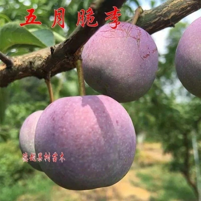五月脆李子树苗凤凰早熟