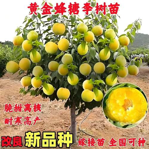 黄金蜂糖李子树苗嫁接改良新品种南北方种植盆栽地栽当年结果