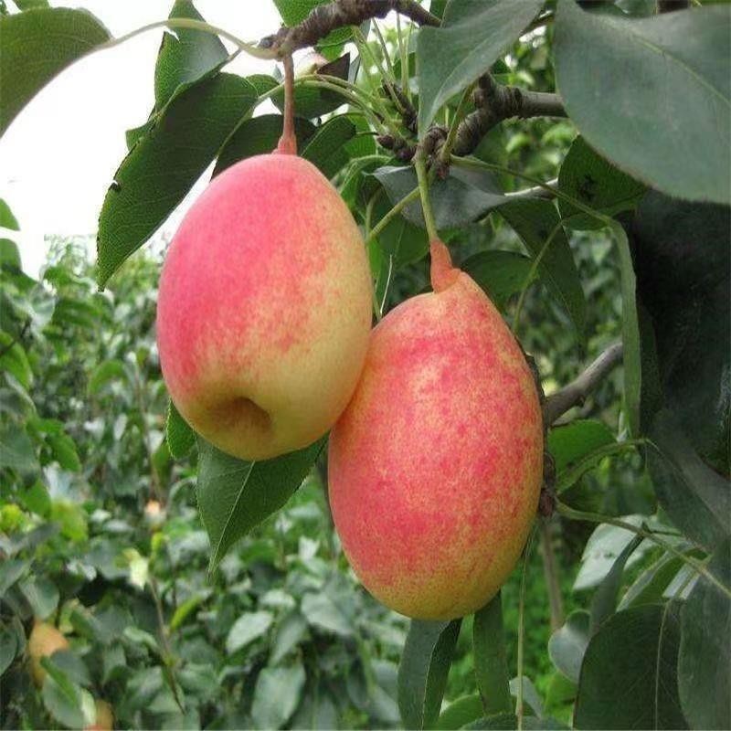 云南红梨苗嫁接红梨果树苗南方北方种植盆栽地栽阳台庭院当年结果