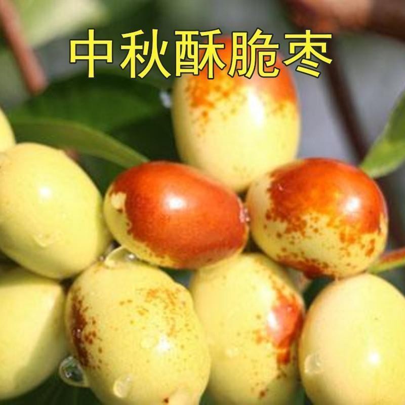 南方鲜枣-中秋酥脆枣苗嫁接中秋酥脆枣树苗中秋酥脆枣子苗