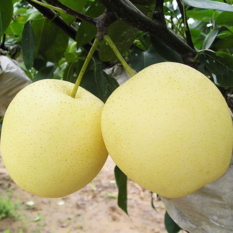 皇冠梨树苗黄金梨苗嫁接南方北方种植早熟抗寒耐热酥脆多汁果树苗