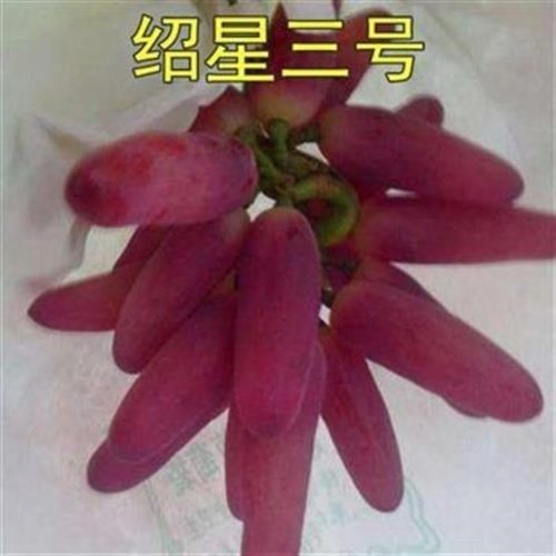 新品种绍星3号玲珑指早熟