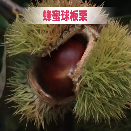蜜蜂板栗树苗子南北方种植