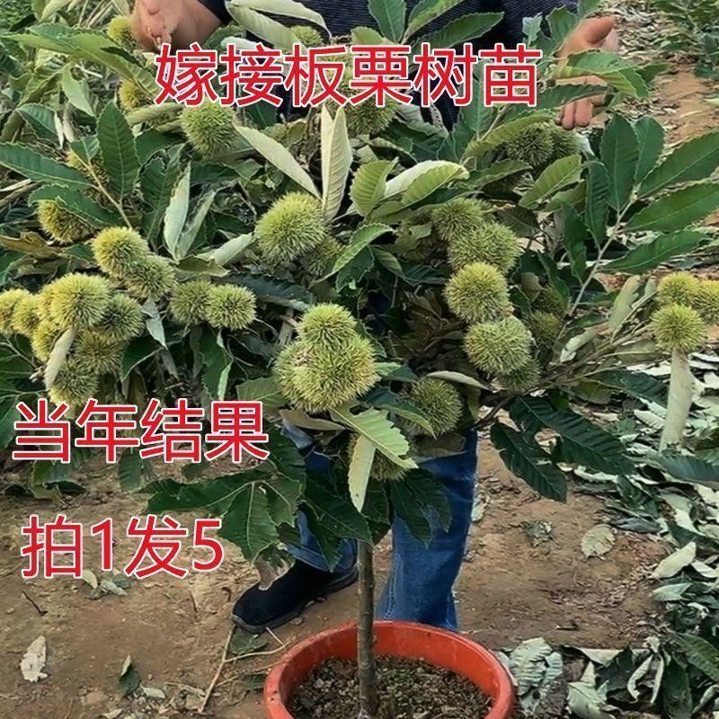 板栗苗树嫁接地栽南方北方种植大红袍当年结果板栗树果树果苗