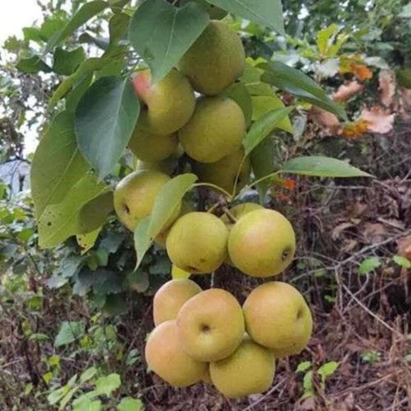 香水梨树苗  老梨 软儿梨 消梨 水果树苗 当年结果苗南方北方种植