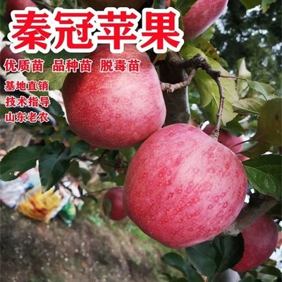 苹果树苗嫁接秦冠苹果树苗很大脆甜南北方盆栽地栽庭院种当年结果