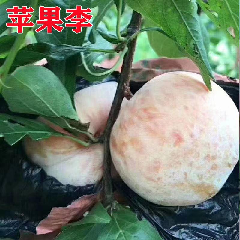 李子苗地栽李子树苗 山东培育优质嫁接李树苗 南北方种植果树果苗