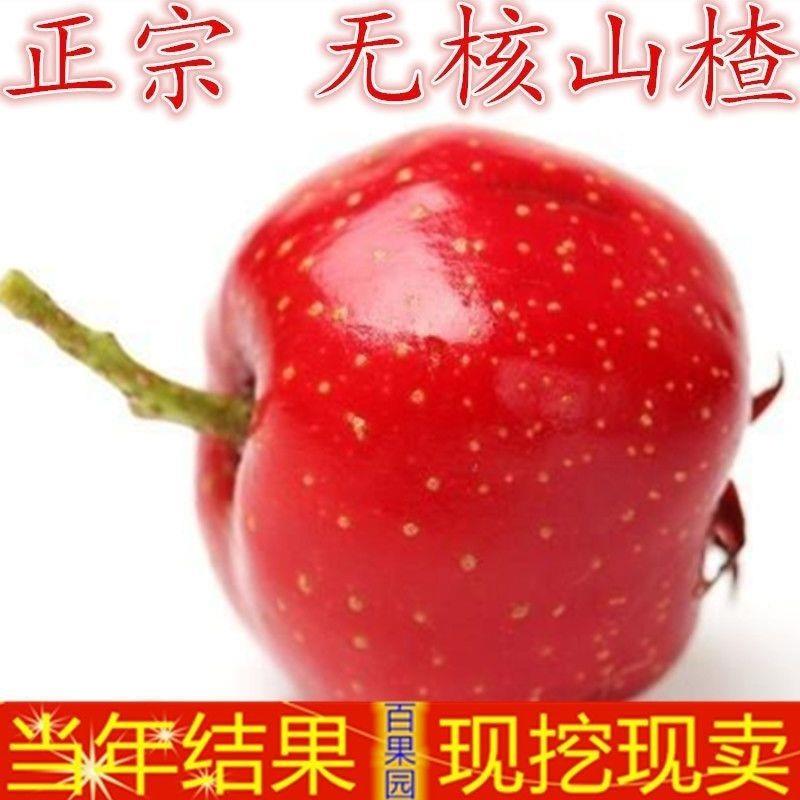 无核甜山楂树苗嫁接红肉无核山楂盆栽地栽特大果树南北方果树果苗