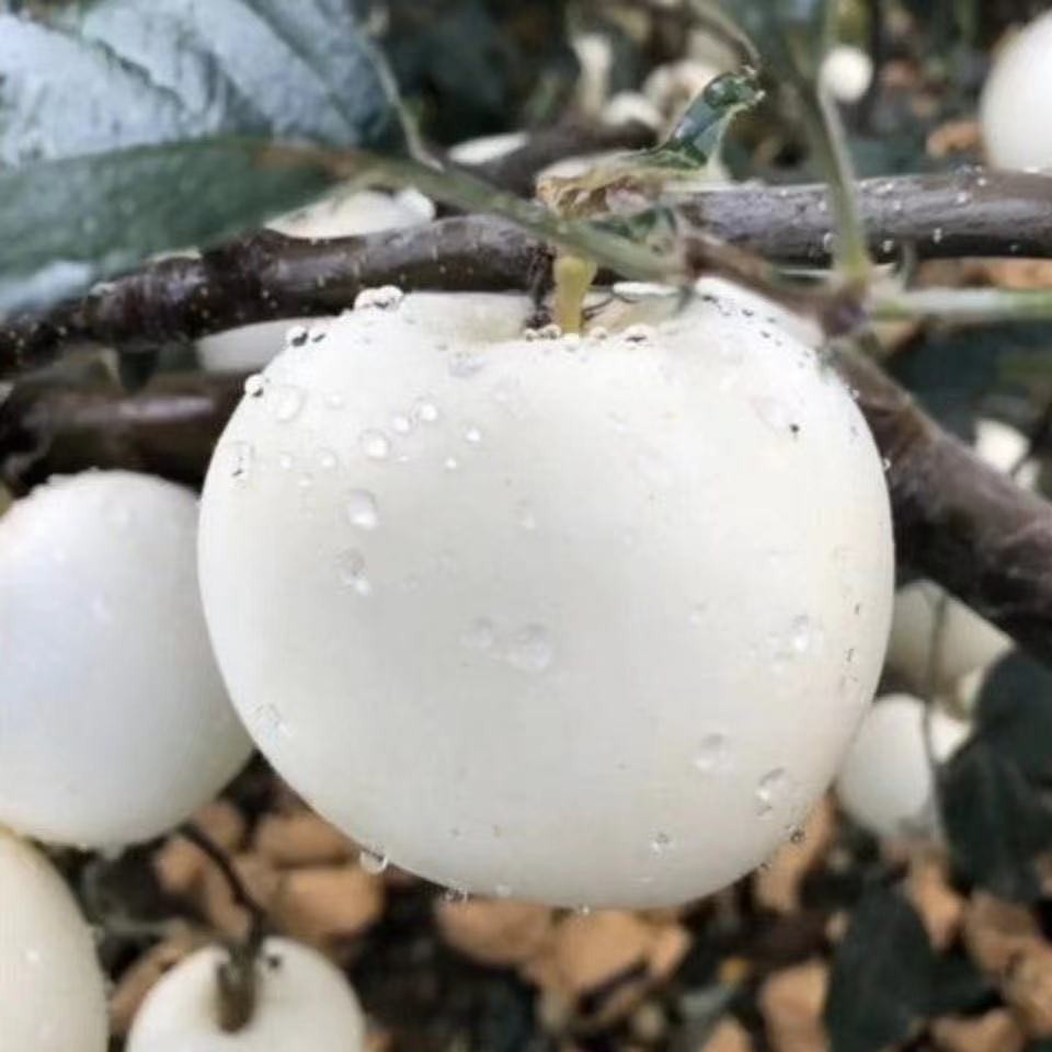 奶油富士苹果苗嫁接苹果树苗南方北方盆栽地栽果树苗新品种抗寒苗