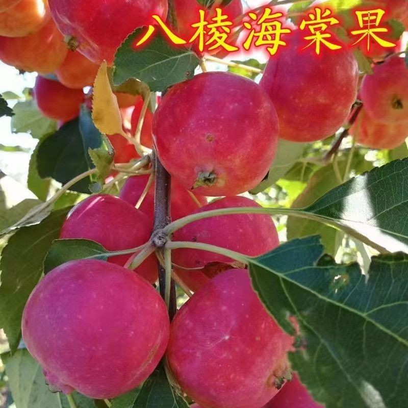 八棱海棠树果树苗盆栽盆景观赏挂果食用海棠冬红果长寿果基地直销
