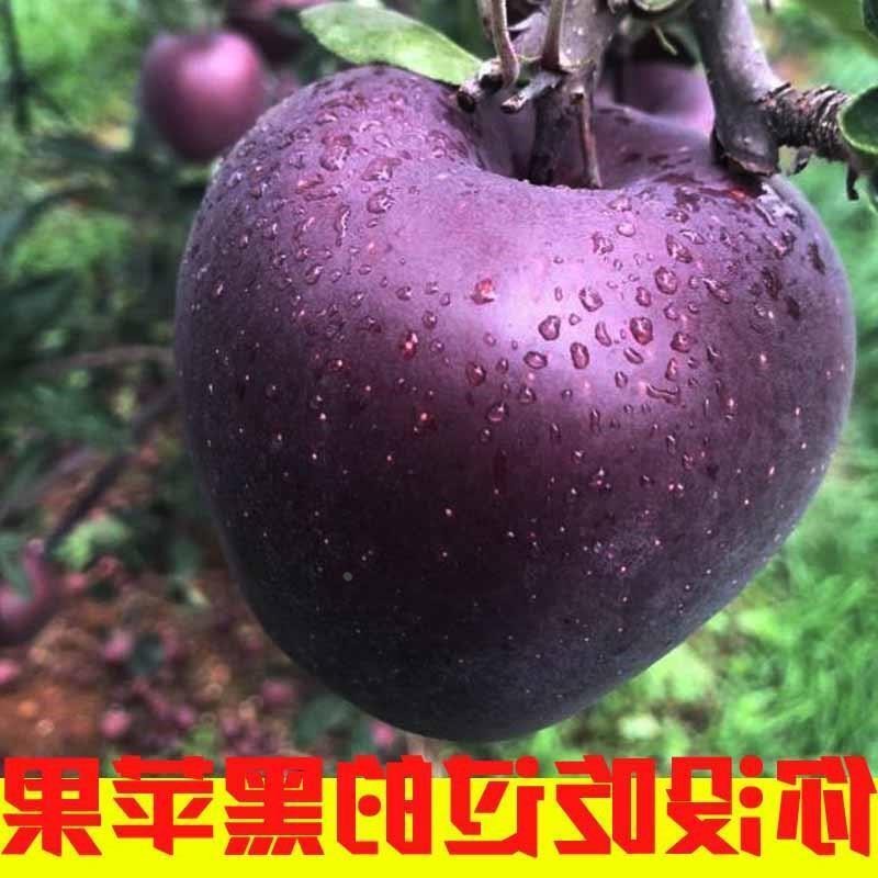 稀有新品种云南昭通黑卡黑钻苹果树苗南方种植苹果苗紫色嘎啦脆甜