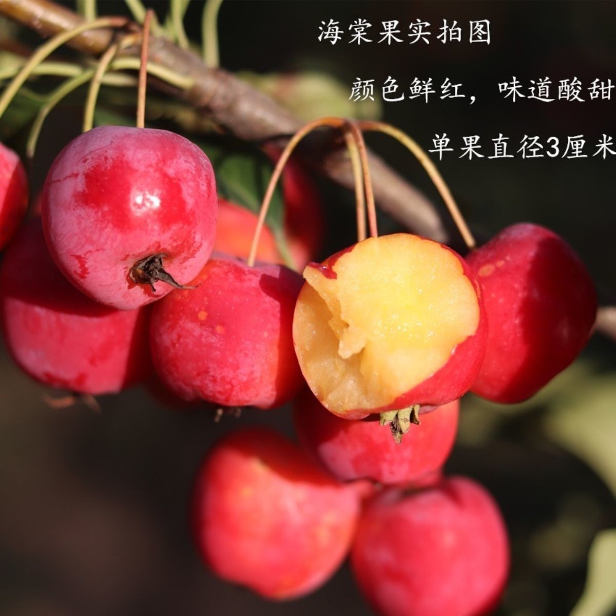 八棱海棠树果树苗芭蕾小苗盆栽盆景观赏挂果海棠冬红果长寿果