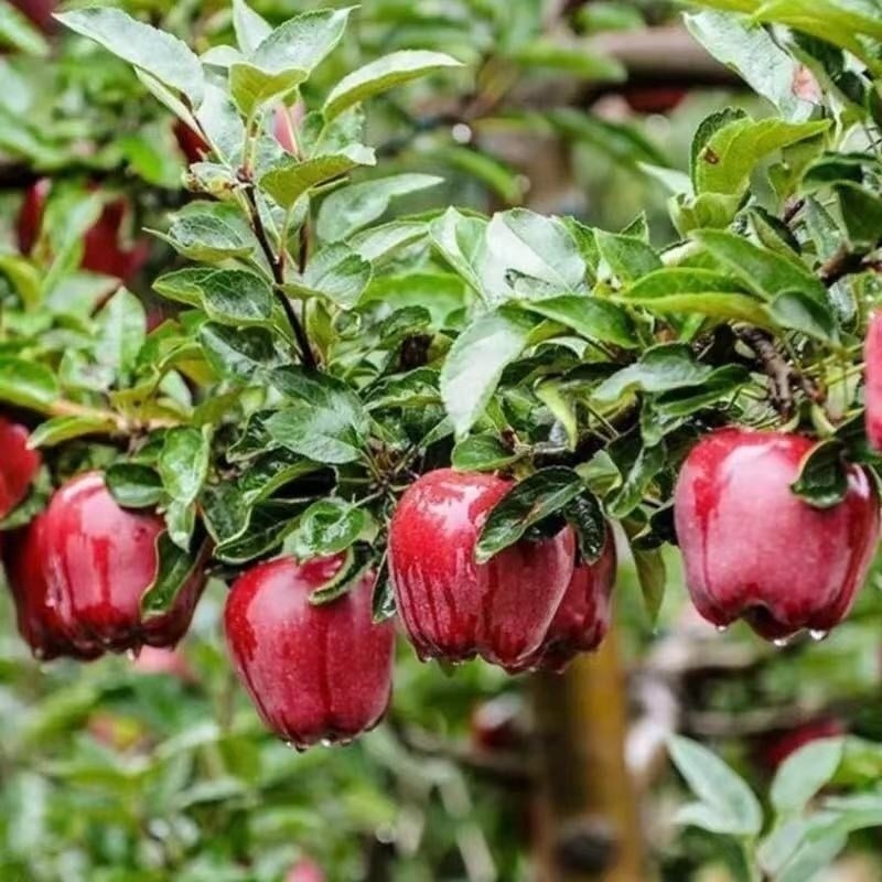 苹果树苗嫁接蛇花牛盆栽地