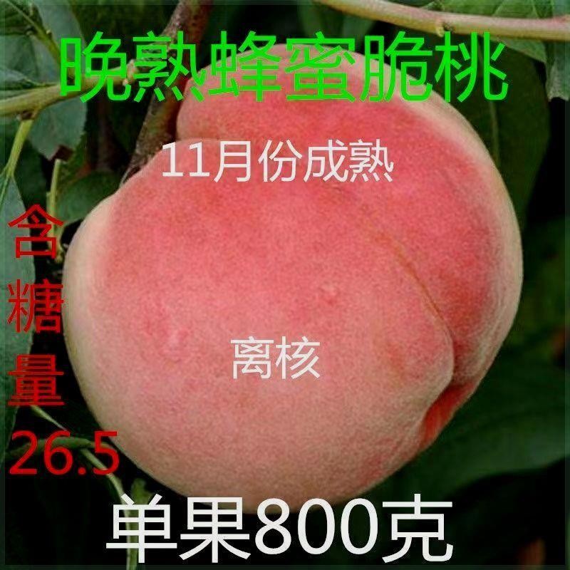 晚熟冬桃蜂蜜脆桃新品种正宗嫁接树苗南北方四季种植庭院地载