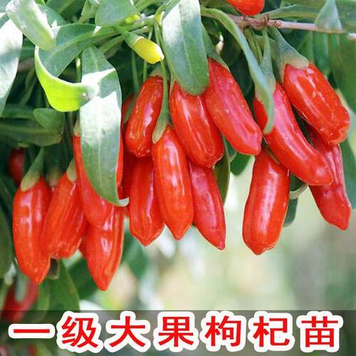 枸杞树苗宁夏枸杞苗宁杞5号苗红枸杞子食用枸杞盆栽地栽当年结果