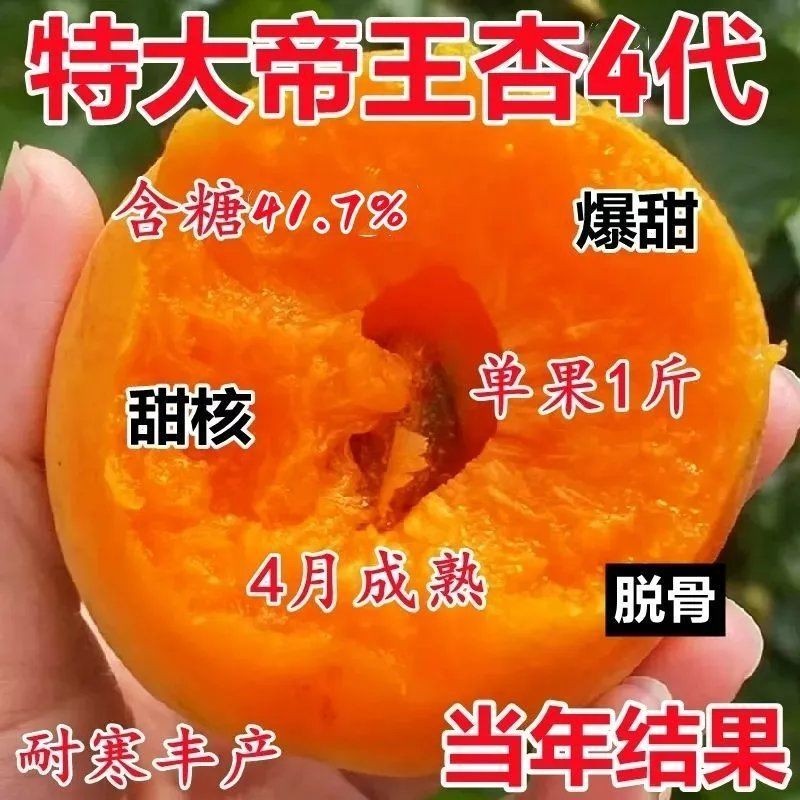 特大帝王杏树苗早熟嫁接离核南北方耐寒帝王大杏苗果树苗大全正宗