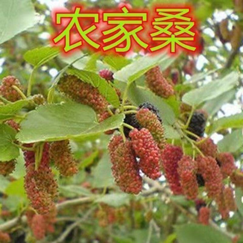 农家桑椹果树苗长果桑葚苗庭院盆栽地栽南方北方种植隔年结果桑树